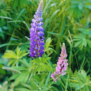 purple flower in green grass