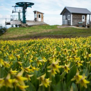 a field of flowers with a house in the background