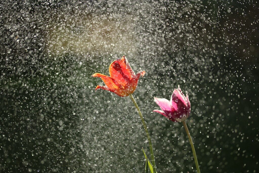red and pink flowers