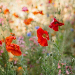 a field full of red and orange flowers