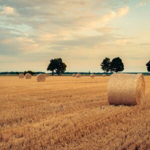 a field of hay with bales of hay in the foreground